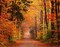 Autumn Road Poster Print by David Hammond - Item # VARPDXH1523D